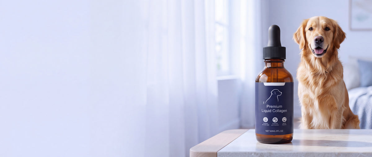 Elvaro liquid collagen drops with a happy golden retriever